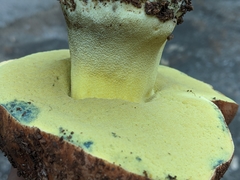 Butyriboletus persolidus
