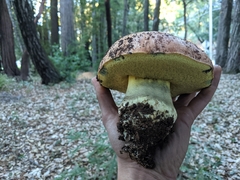 Butyriboletus persolidus