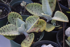 Kalanchoe gastonis-bonnieri