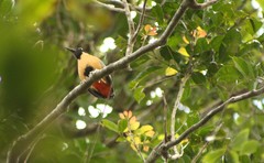 Pitta versicolor