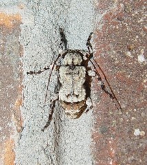 Leptostylus asperatus