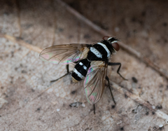 Trigonospila cingulata