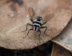 Trigonospila cingulata
