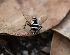 Trigonospila cingulata