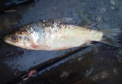 Prochilodus magdalenae