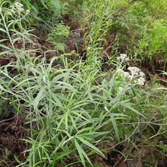Anaphalis longifolia