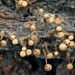 Cribraria vulgaris - Photo (c) Amadej Trnkoczy, μερικά δικαιώματα διατηρούνται (CC BY-NC-SA)