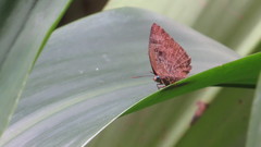 Arhopala centaurus nakula