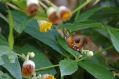 Macroglossum pyrrhosticta