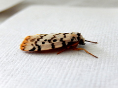 Hectobrocha pentacyma