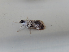 Scoparia niphetodes