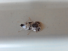 Scoparia niphetodes