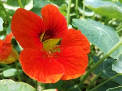 Tropaeolum majus