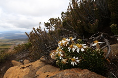 Olearia ledifolia