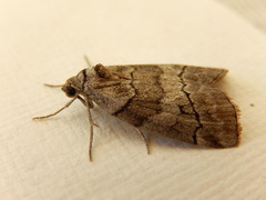 Corula geometroides
