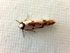 Palimmeces variegata