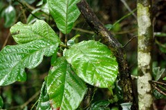 Litsea leefeana
