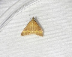 Pyrausta pseuderosnealis