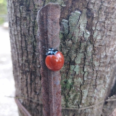 Aegithus clavicornis