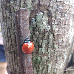 Aegithus clavicornis