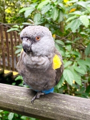 Poicephalus rueppellii