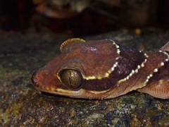 Cyrtodactylus pulchellus