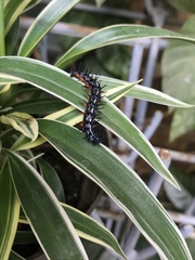 Doleschallia bisaltide