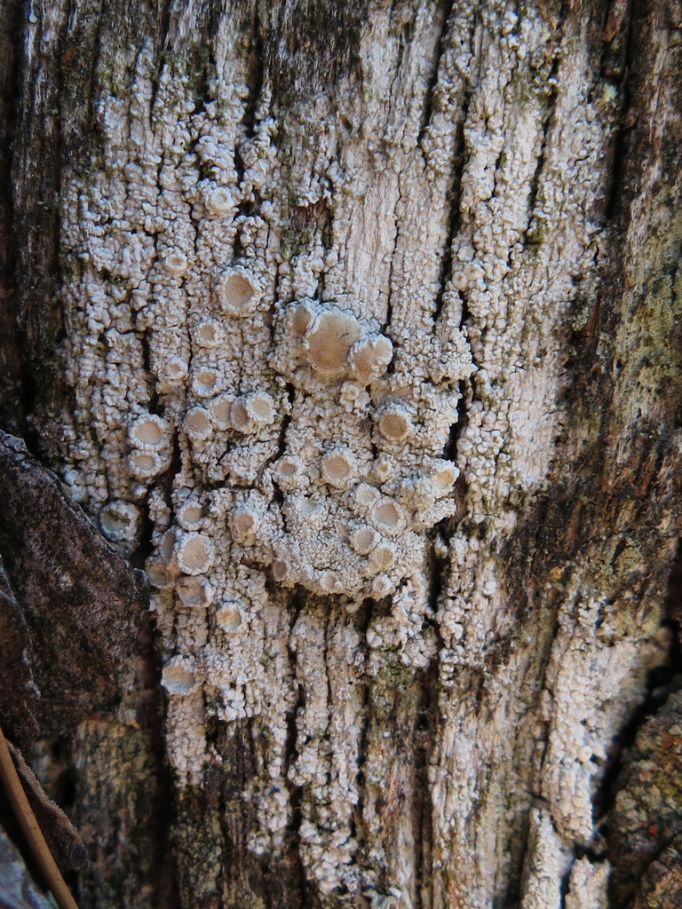 Ochrolechia subisidiata
