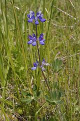 Lupinus affinis