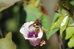 Xanthocampsomeris completa