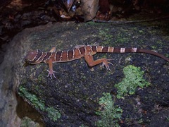 Cyrtodactylus pulchellus