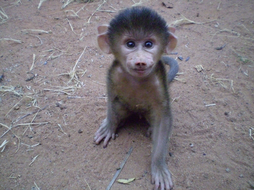 Yellow Baboon, Ngauma, Mozambique, photo 10 of 10