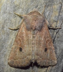 Eriopygini
