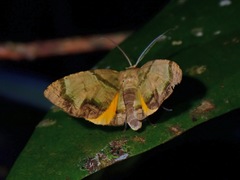 Achrosis innotata