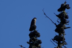 Falco columbarius suckleyi