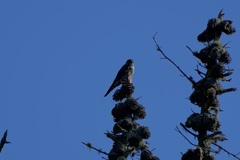 Falco columbarius suckleyi