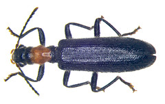 Cymatodera bicolor