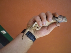 Acanthocercus atricollis