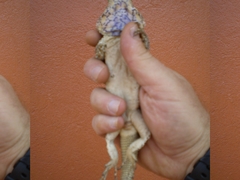 Acanthocercus atricollis