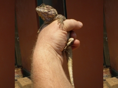Acanthocercus atricollis