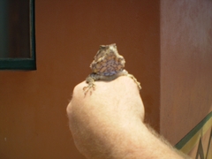 Acanthocercus atricollis