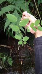 Magnoliopsida