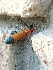 Stenoderus ostricilla