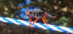Proagonistes