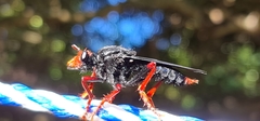 Proagonistes
