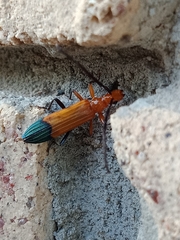 Stenoderus ostricilla