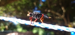 Proagonistes