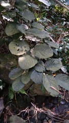 Magnoliopsida