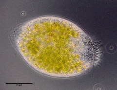 Climacostomum virens