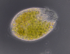 Climacostomum virens